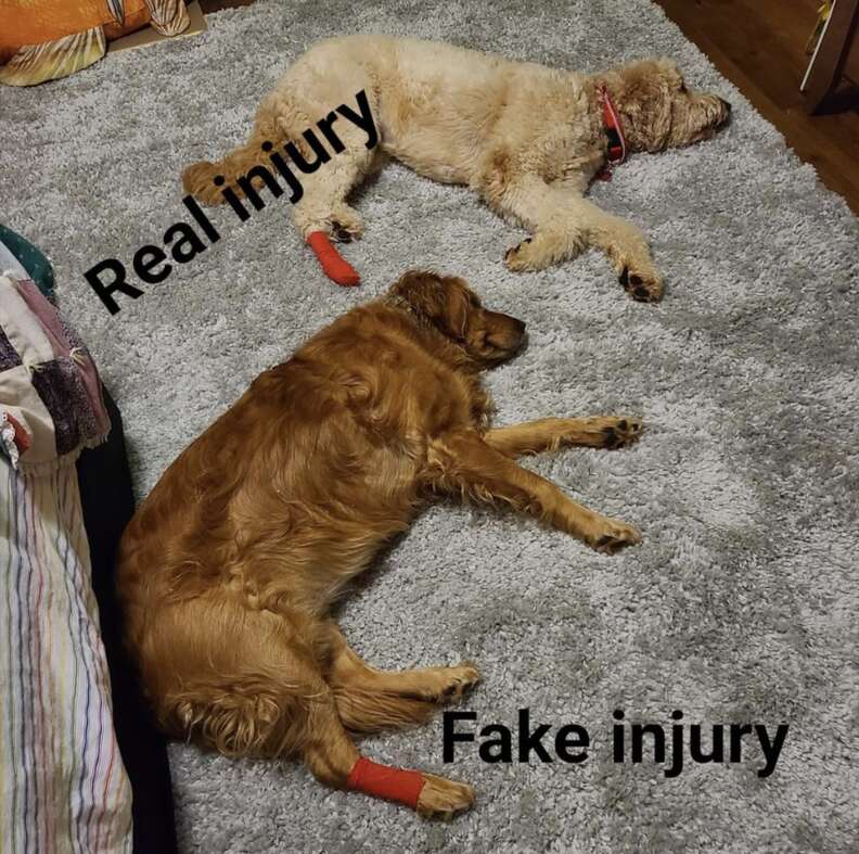 Jealous dog demands bandage like her injured brother
