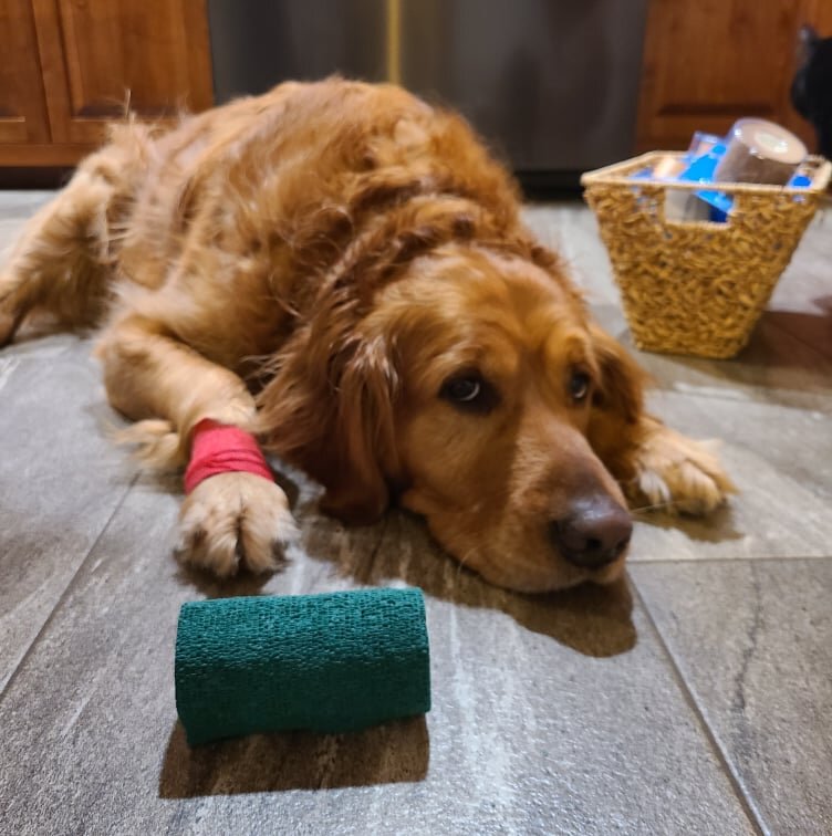 Jealous Dog Fakes An Injury After Her Brother Hurts His Paw - The Dodo