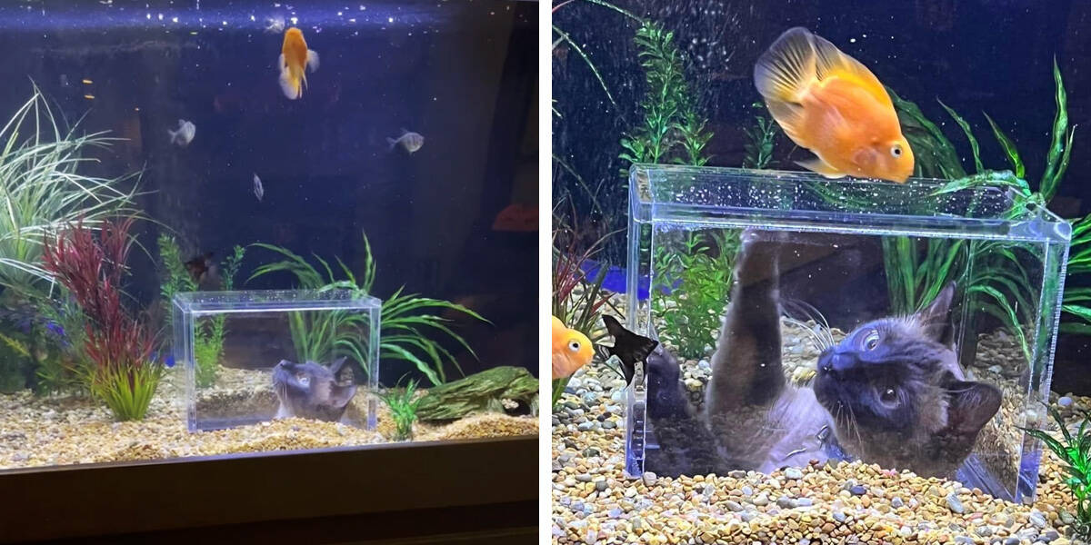 Family Designs A Custom Aquarium For Their Cat Who Loves Watching Fish - The  Dodo
