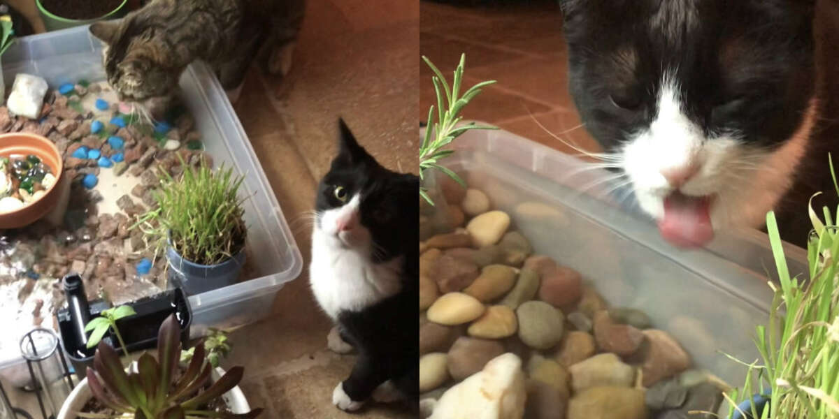 can cats drink water with dog rocks in