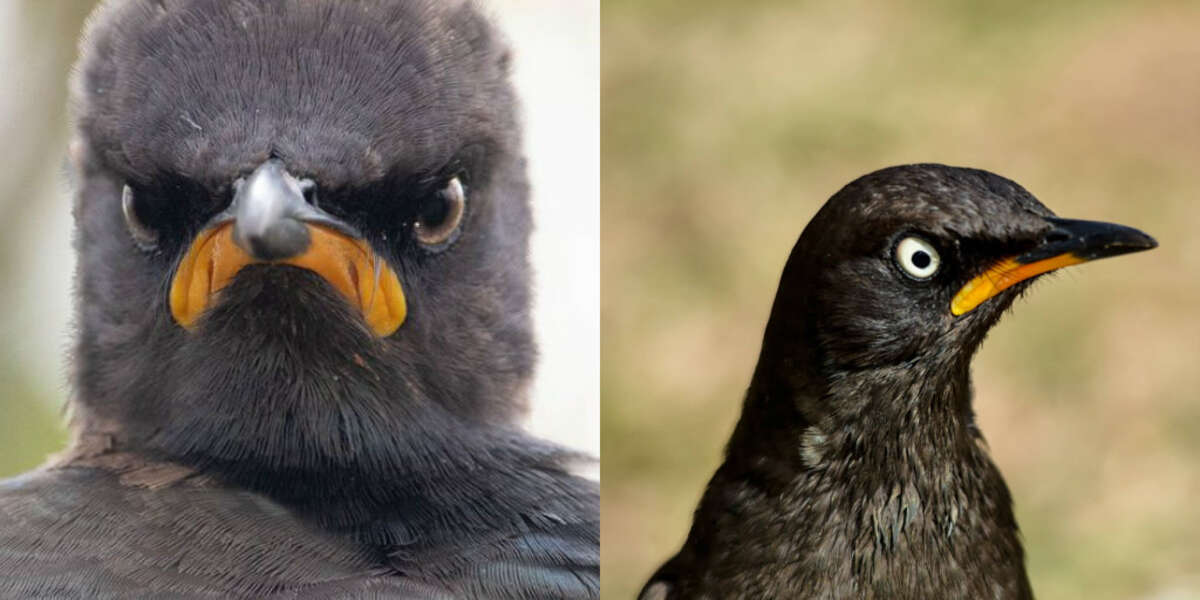 This 'Angry Bird' Always Looks Upset - The Dodo