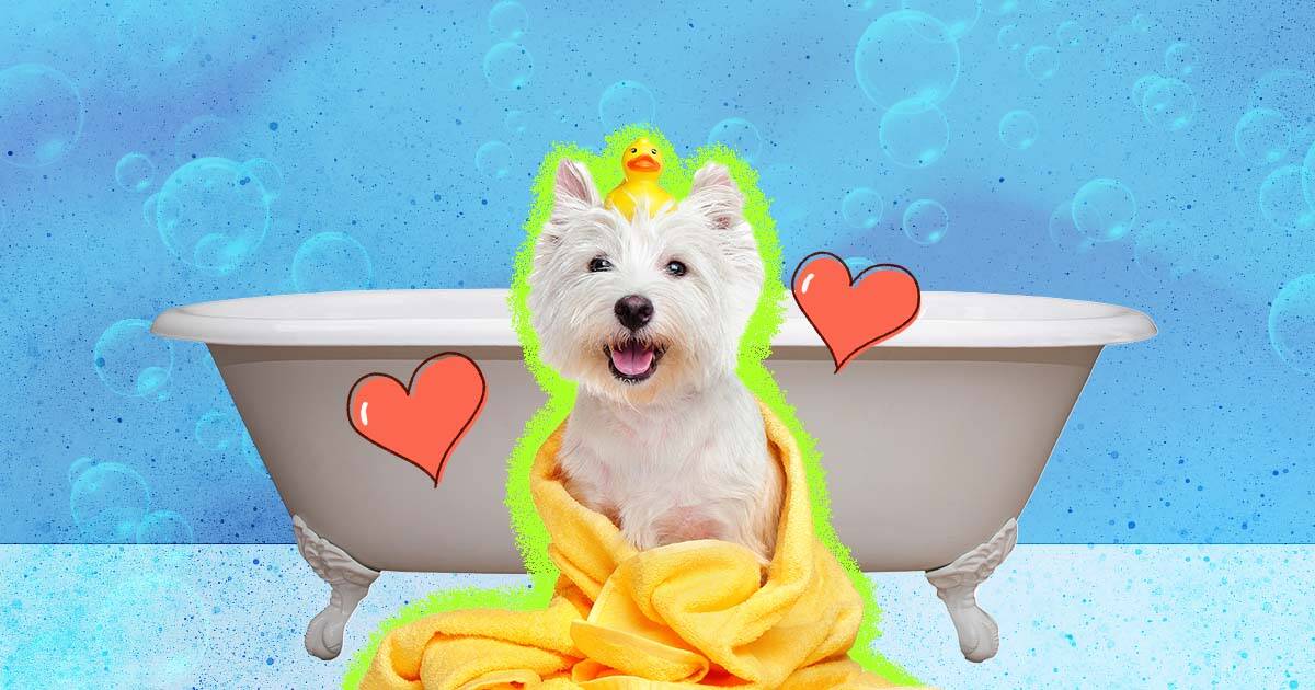 Giving your dog a hot sale bath