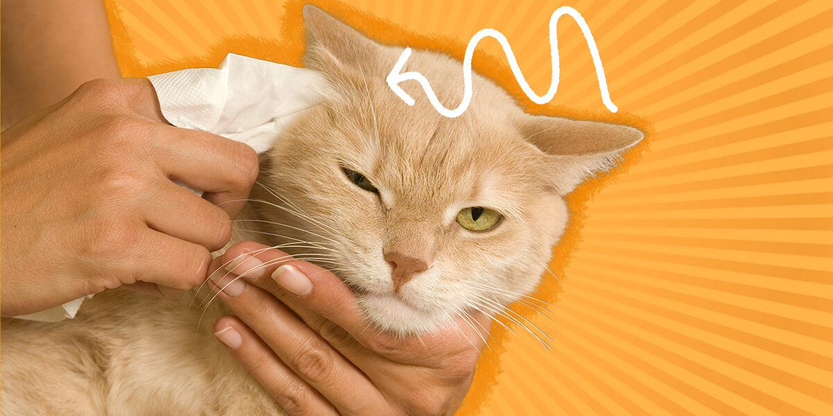 How To Clean Your Cat’s Ears At Home (And How Often) DodoWell The Dodo