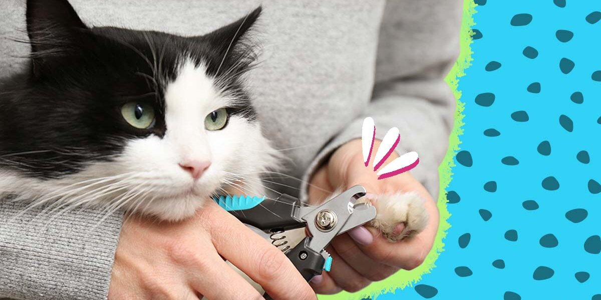 Human nail clippers outlet on cats