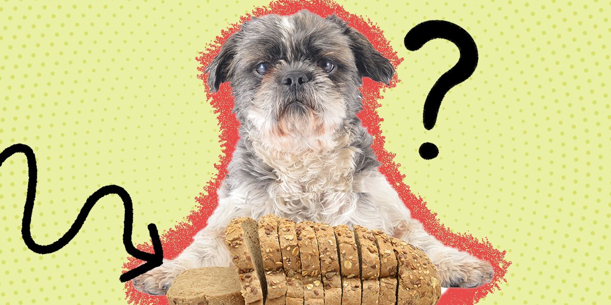 Can dogs eat outlet whole grain bread