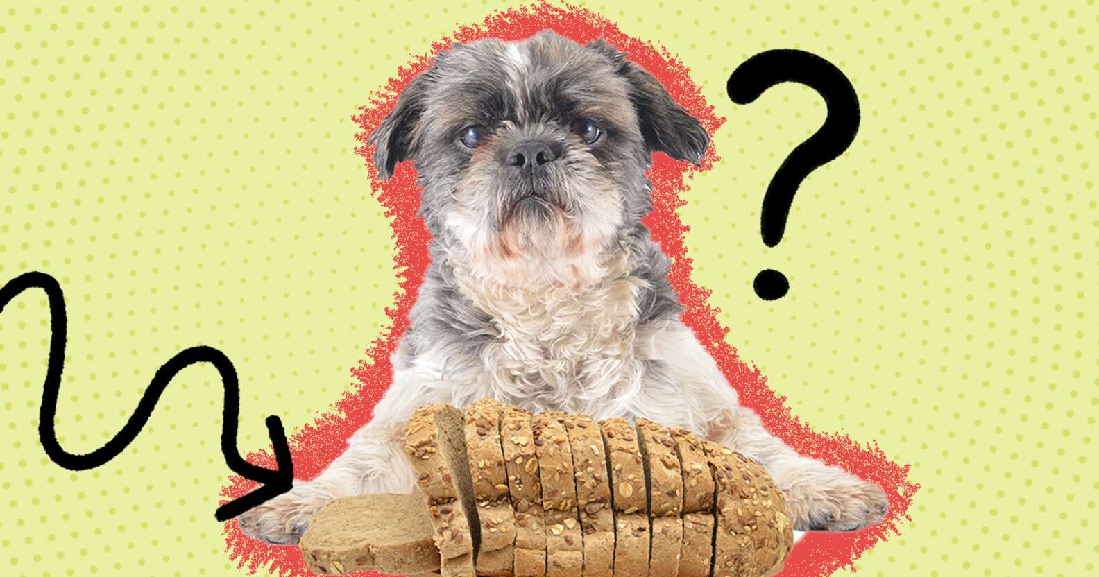 Can Dogs Eat Bread? - DodoWell - The Dodo