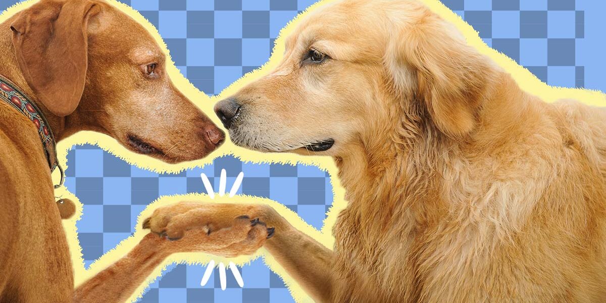 Introducing Dogs How To Introduce Dogs The Right Way - DodoWell - The Dodo