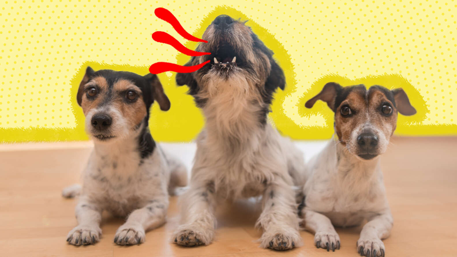 Dog Whining Why Do Dogs Whine And How To Stop It DodoWell The Dodo dog-whining-why-do-dogs-whine-and-how-to-stop-it-dodowell-the-dodo