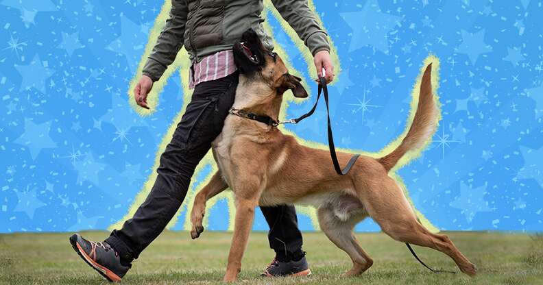 Teaching a puppy shop to walk to heel