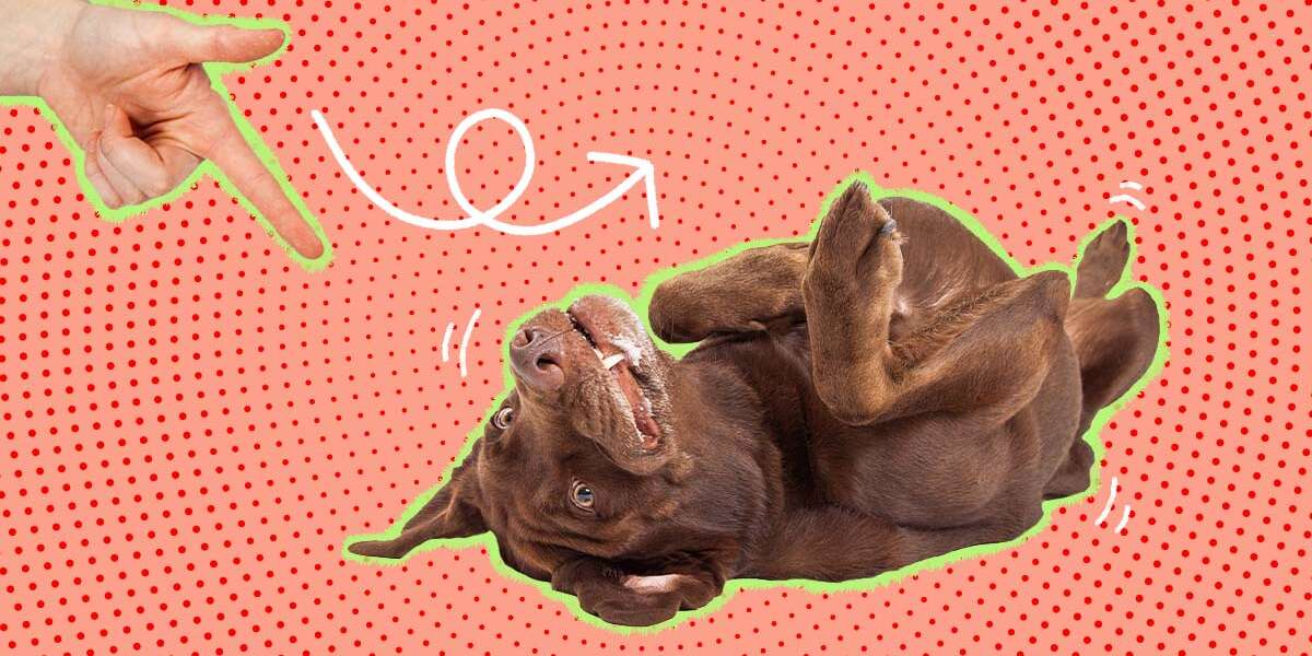 How To Teach A Dog To Roll Over DodoWell The Dodo