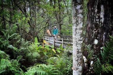 Audubon's Corkscrew Swamp Sanctuary