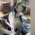 173-pound Great Dane Still Thinks He's A Lap Dog