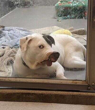 Aardvark the dog with the goofy face