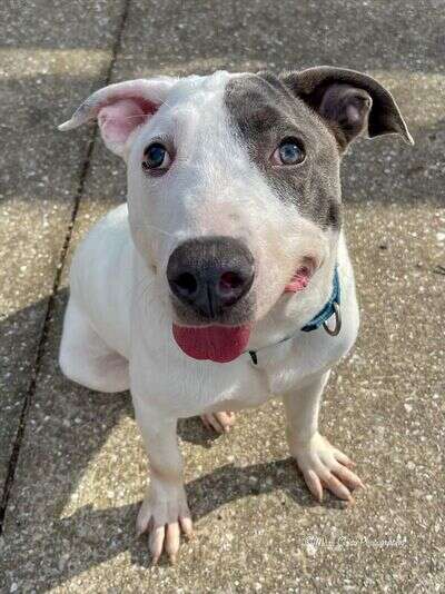 Shelter Dog with unique face