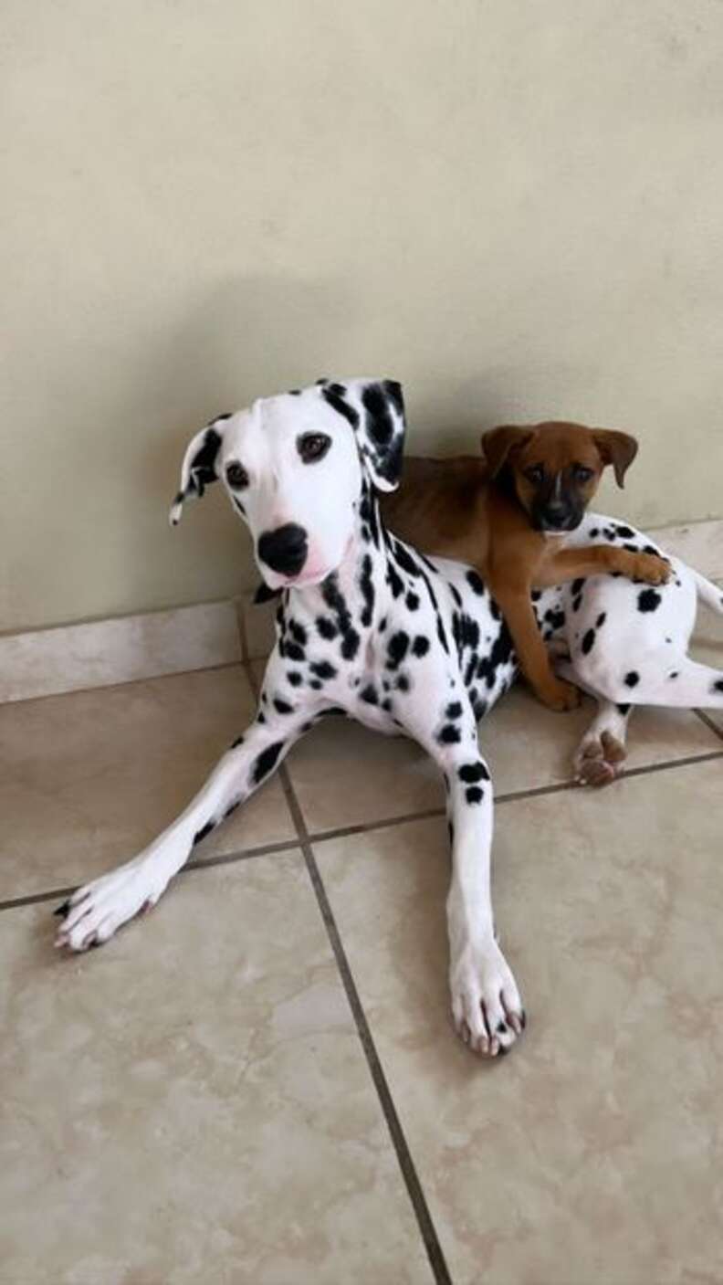 Dalmatian Finds An Abandoned Puppy And Decides To Keep Him Forever ...