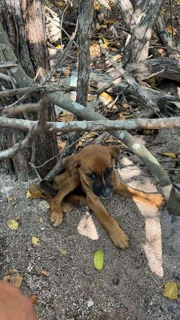 Dog abandoned with newborn pups on Christmas Eve in search for home