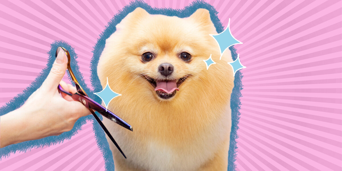 Dog brush online that trims hair