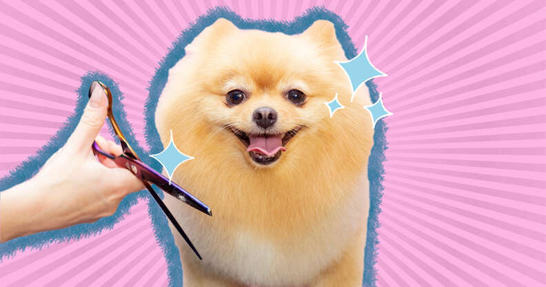 How To Cut Your Dog's Hair, According To Experts - DodoWell - The Dodo