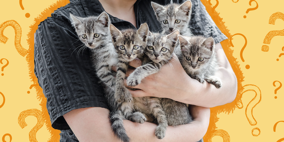 How To Adopt A Cat Adoption Process, Where To Adopt And Costs