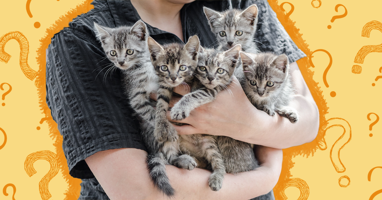 How To Adopt A Cat Adoption Process, Where To Adopt And Costs