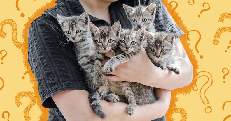 person holding a bunch of kittens
