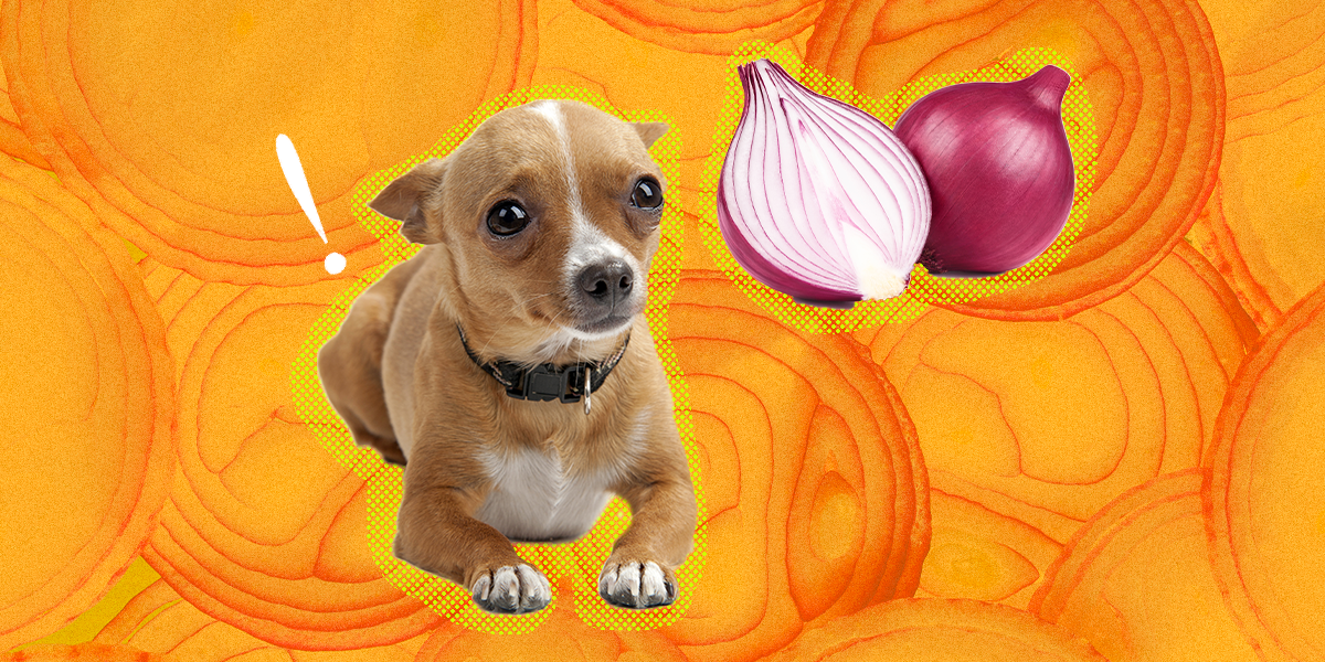 are onions safe to feed dogs