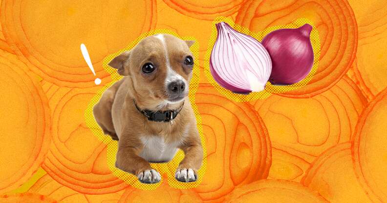 Onions ok top for dogs