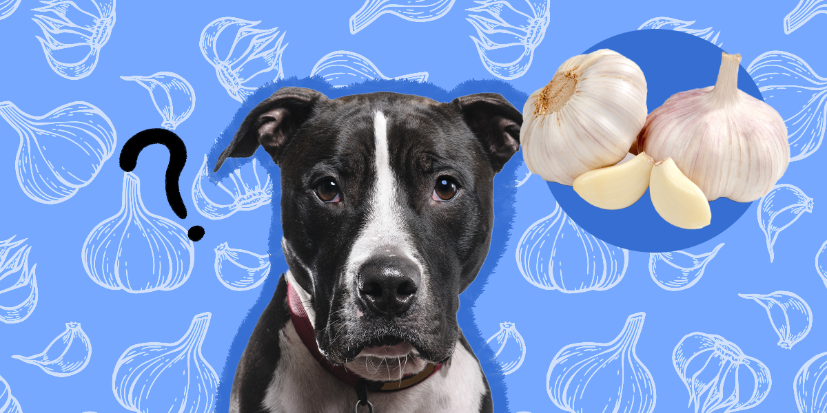 how much garlic will kill a dog