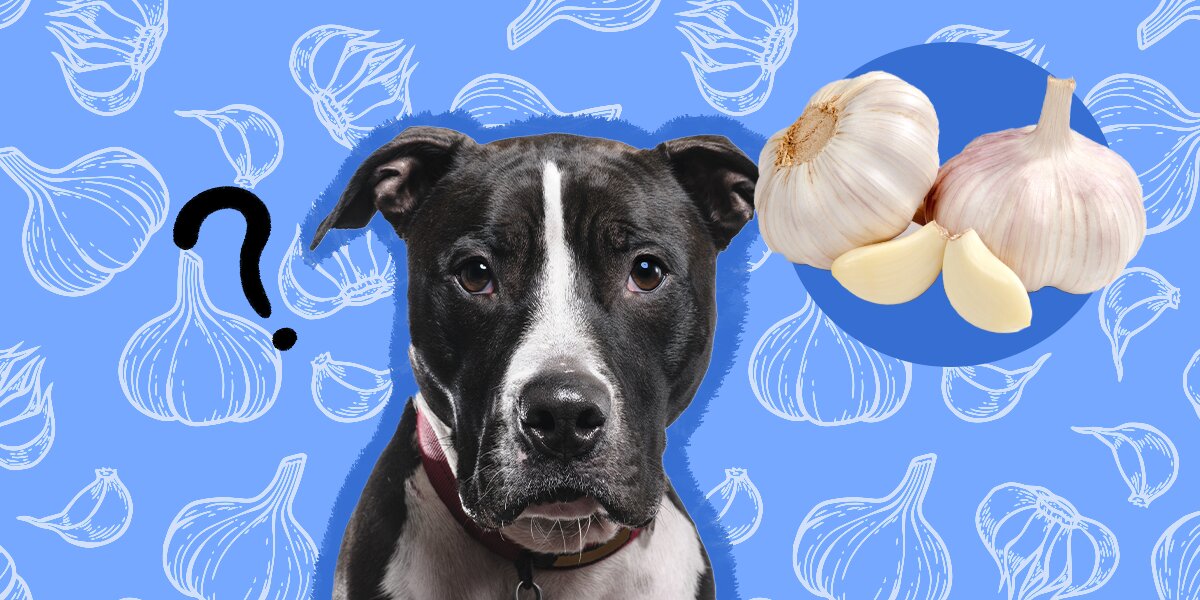 Is it bad for dogs to eat garlic hot sale