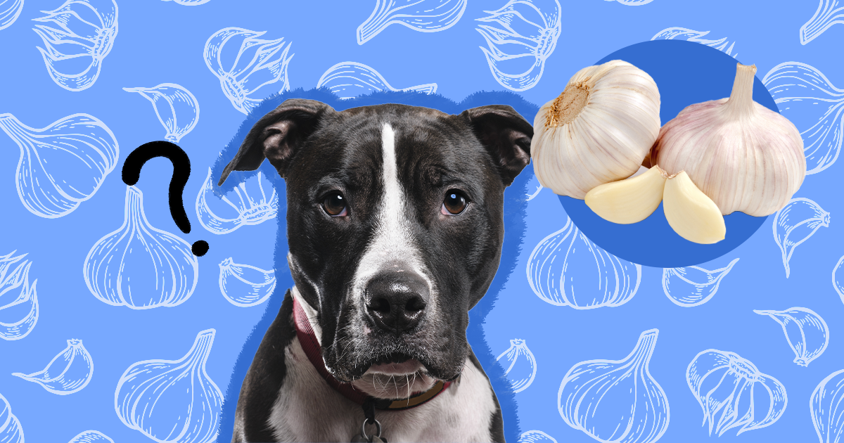 How bad is shop garlic for dogs