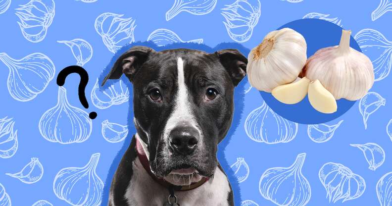 dog with cloves of garlic