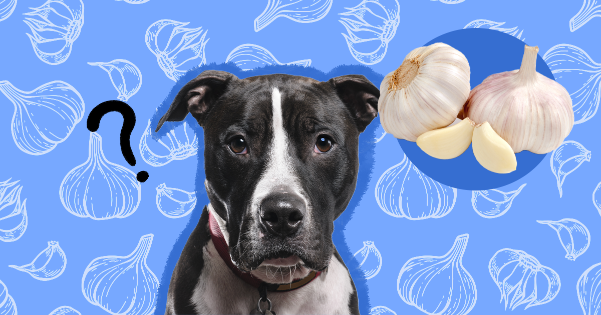 Is Garlic Toxic To Dogs And Cats