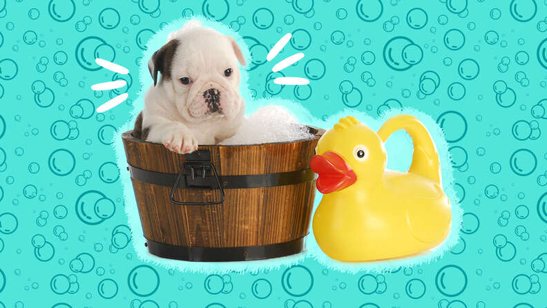When to bathe a puppy deals