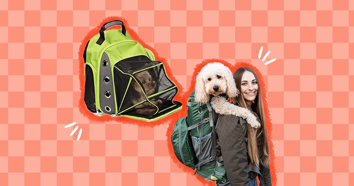 4 Best Dog Backpack Carriers For Hiking And Travel Adventures With Your Pup  - DodoWell - The Dodo