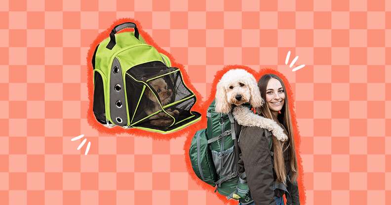 Backpacks to carry dogs hot sale in