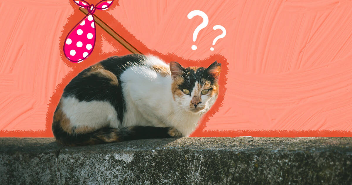 What Is A Feral Cat? - DodoWell - The Dodo