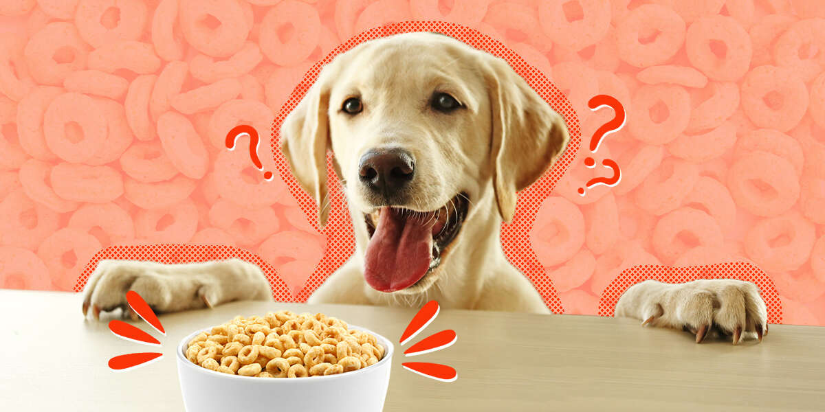 what is a good breakfast for dogs