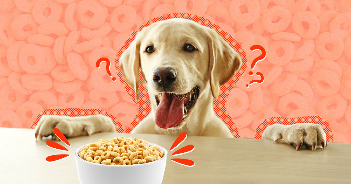 can a dog eat honey nut cheerios
