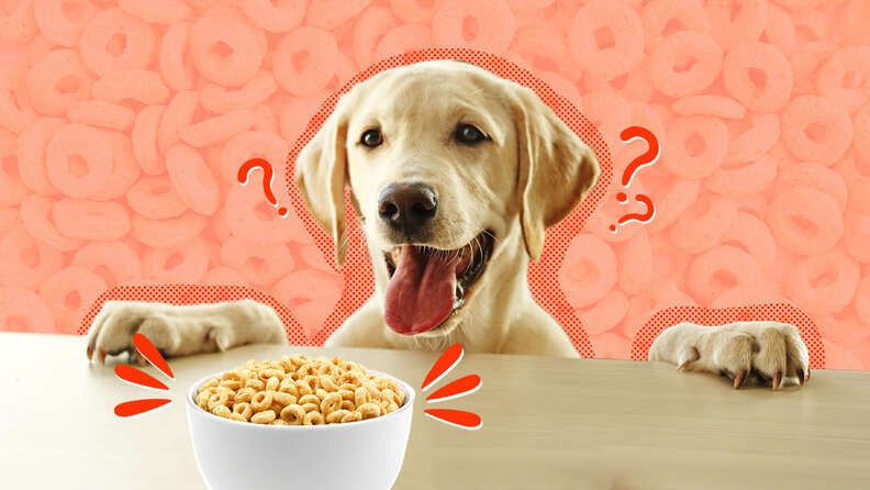 are honey nut cheerios good for dogs