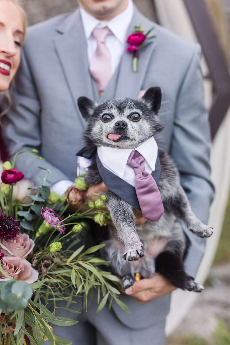 cute dog in wedding