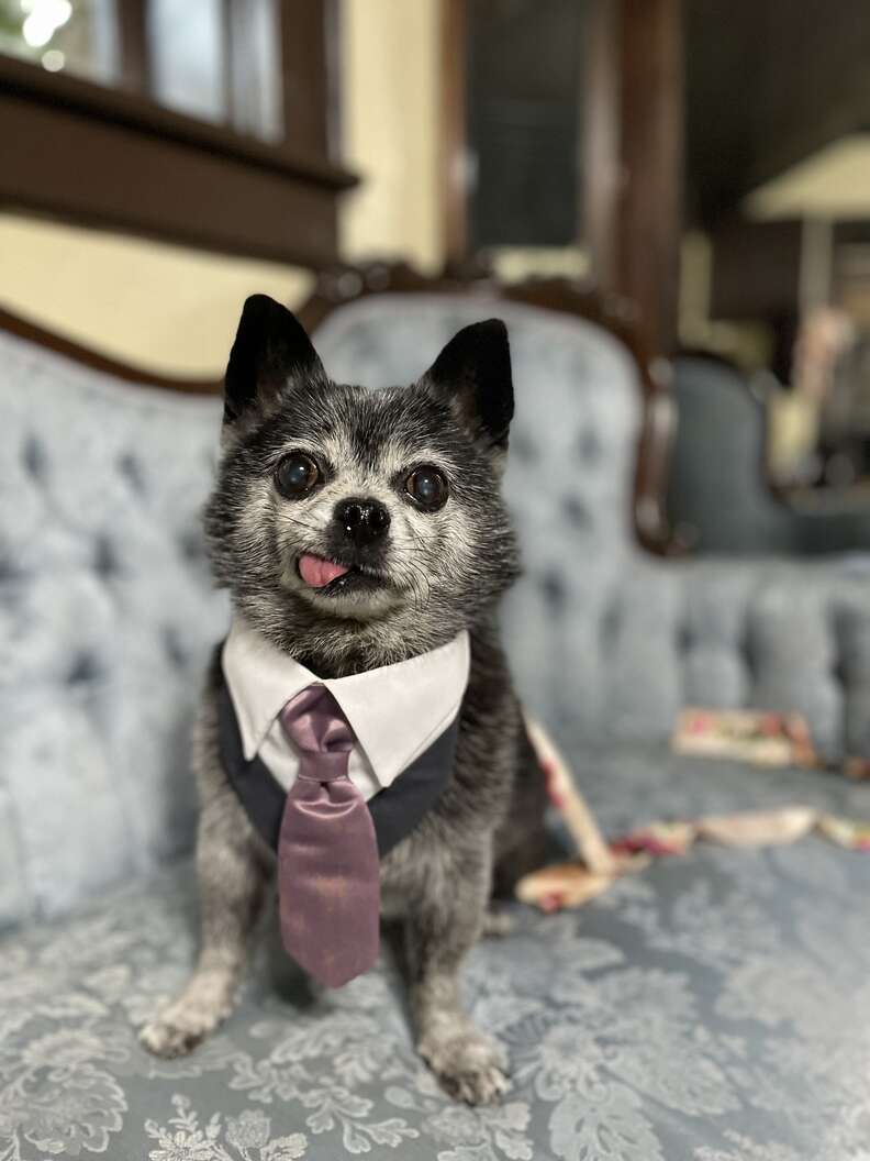 cute dog in tie