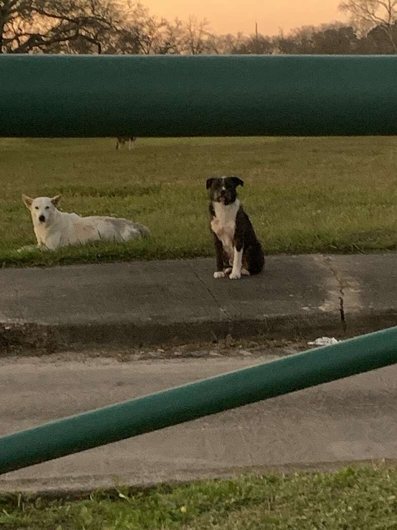 dog protects his friend