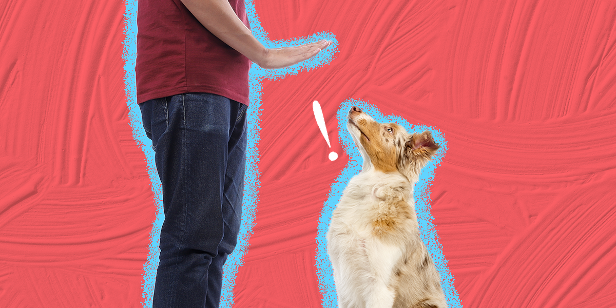 How To Teach A Dog To Stay DodoWell The Dodo