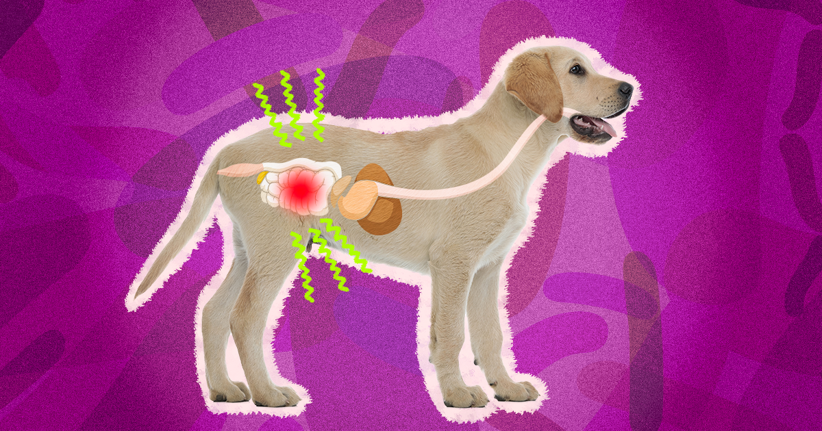 Colitis In Dogs Causes Symptoms And Treatment DodoWell The Dodo