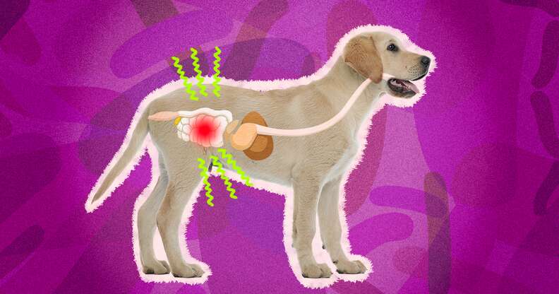Colitis In Dogs: Causes, Symptoms And Treatment - Dodowell - The Dodo