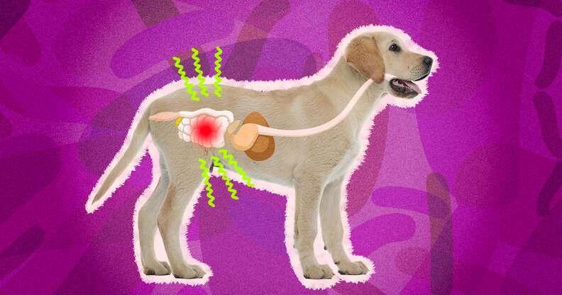 do probiotics help dogs with ibd