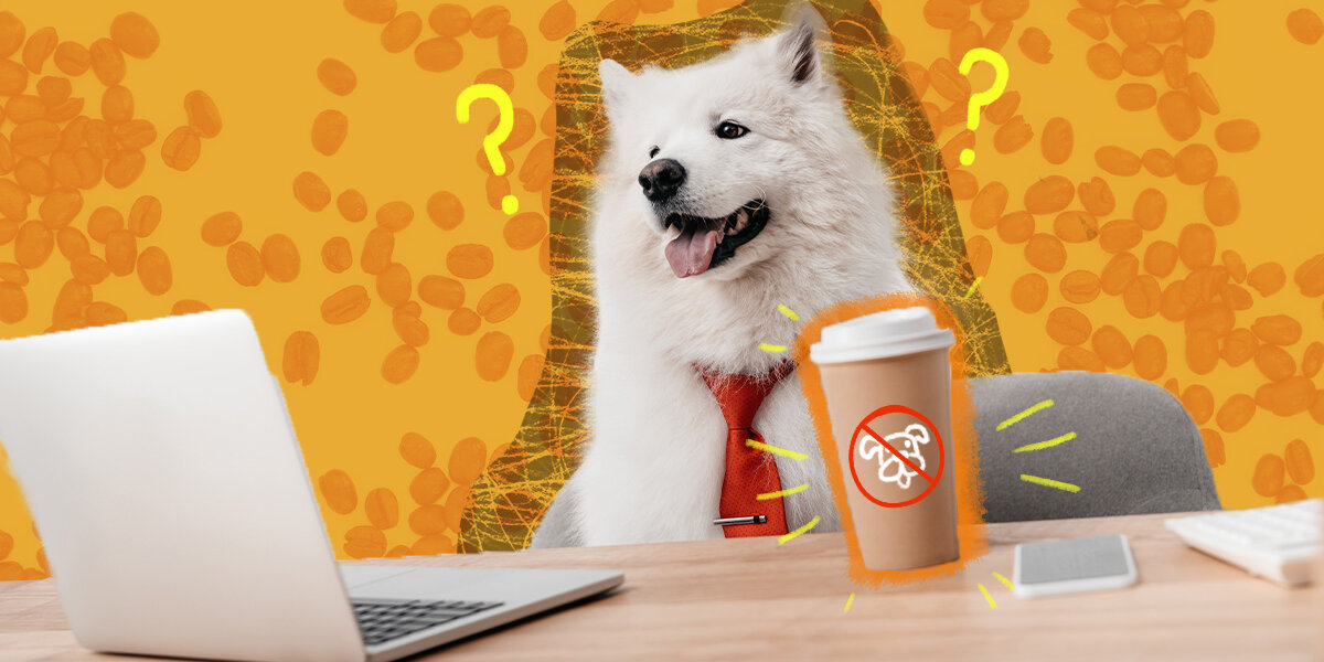 Is coffee bad 2024 for dogs to drink