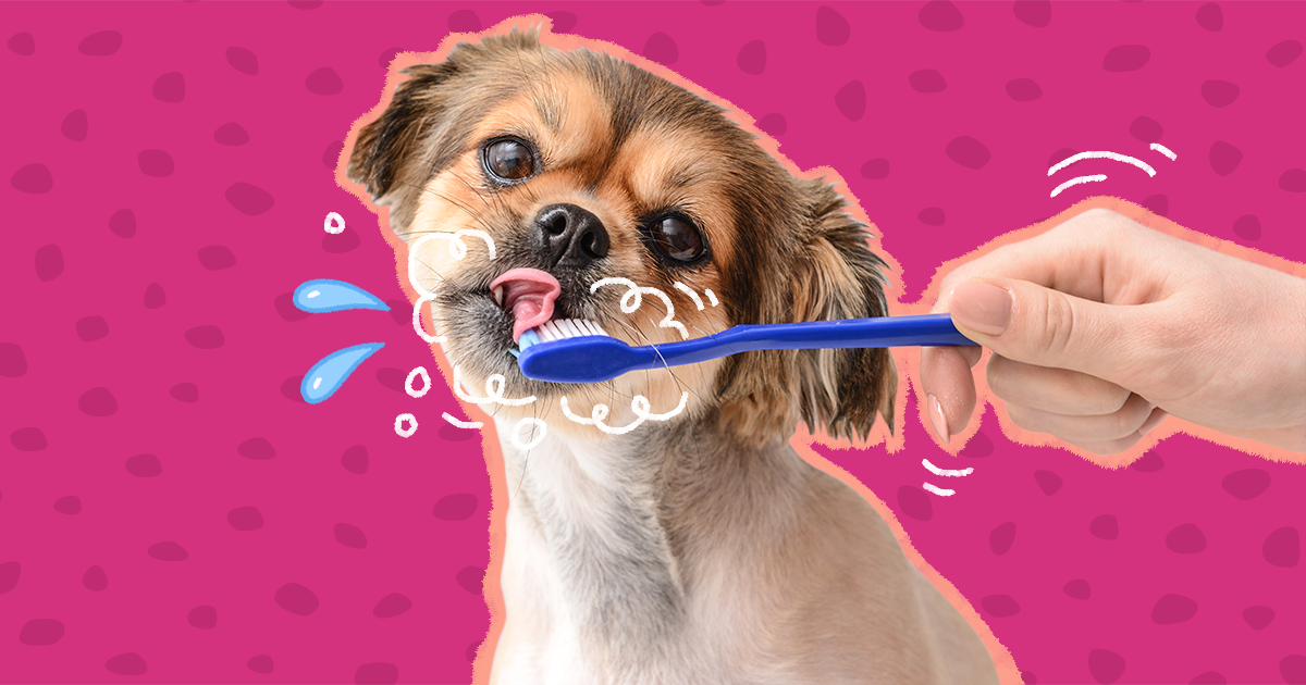 Dog shop tongue brush