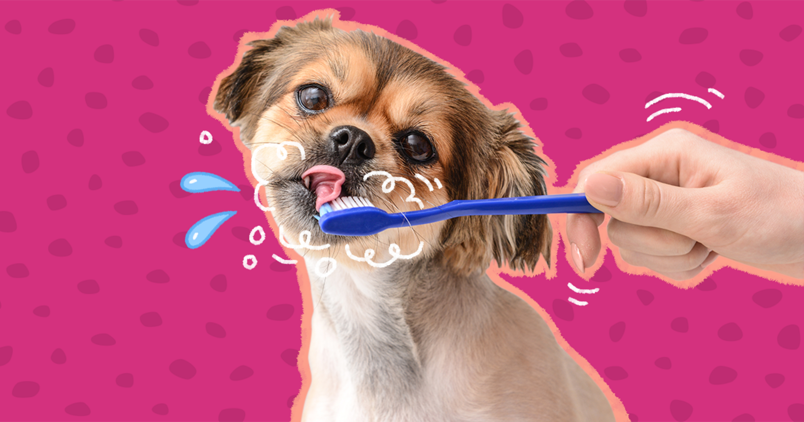 How To Brush Your Dog's Teeth (And How Often) DodoWell The Dodo