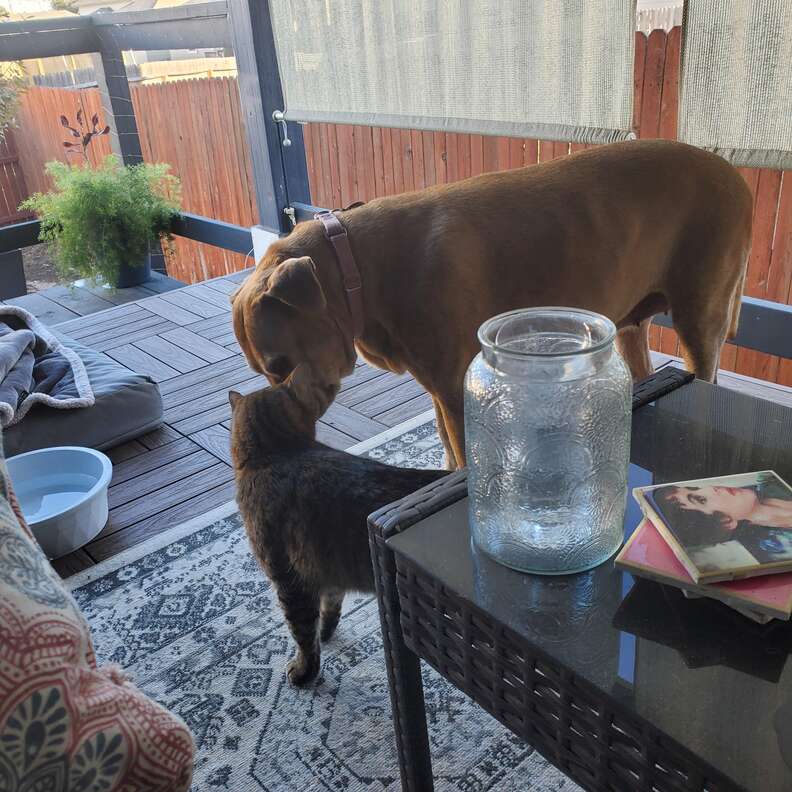 Senior dog snuggles stray cat